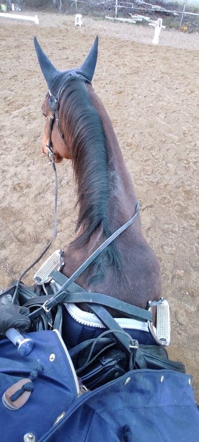 Inlägg 18 av SWB med titeln No-stirrup November