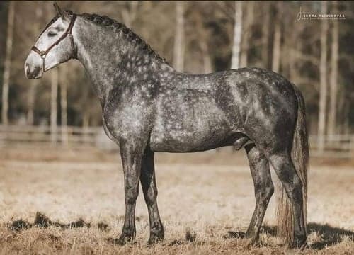 Bild av Vacker Warlander 