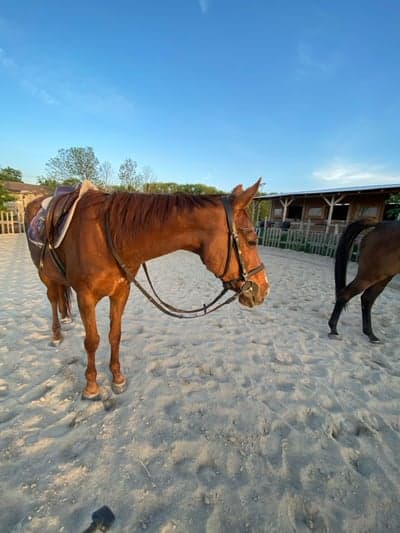 Inlägg 7 av Danskt varmblod