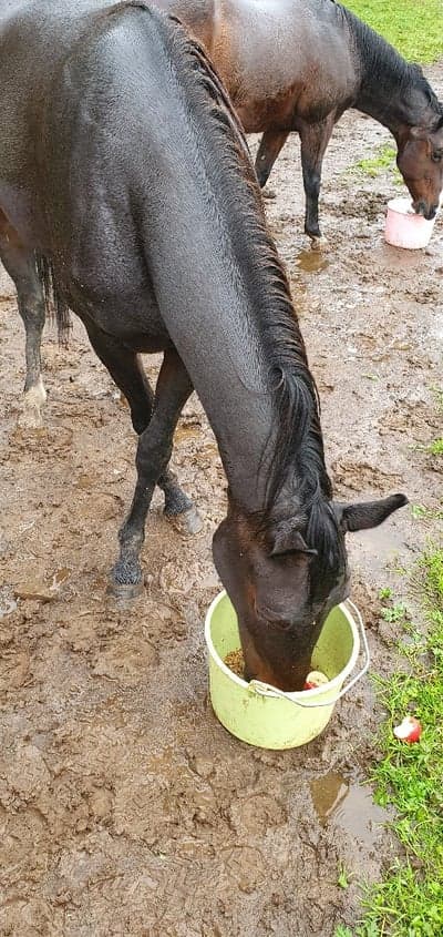 Inlägg 13 av Korsningshäst med titeln Mat🌾