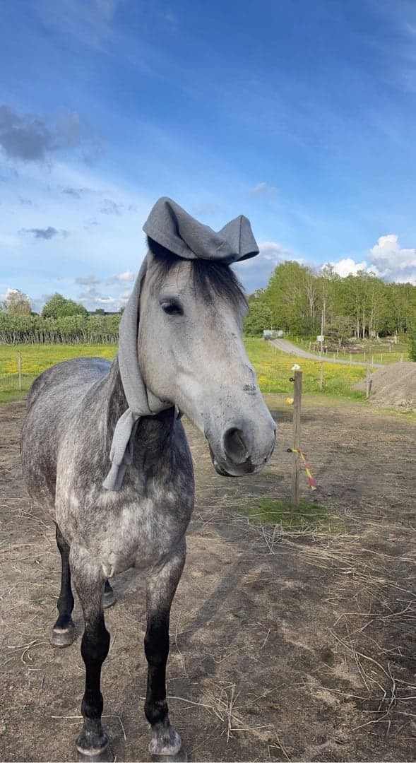 Media 1 av Bella Luna (lunis)