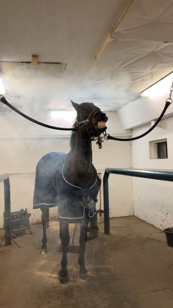 Media 1 av Licorice(Lakrits)