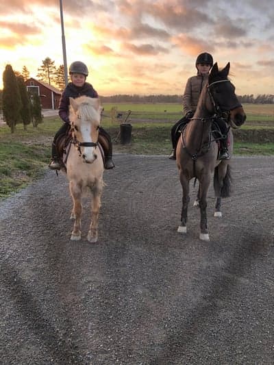 Inlägg 2 av Irländsk ridponny med titeln Kom till Sverige💓