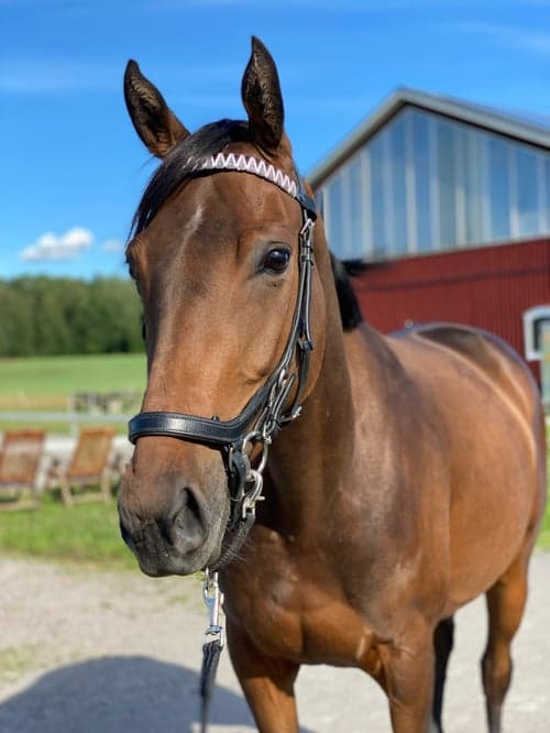 Bild av Sportig häst som hoppar med hjärtat före