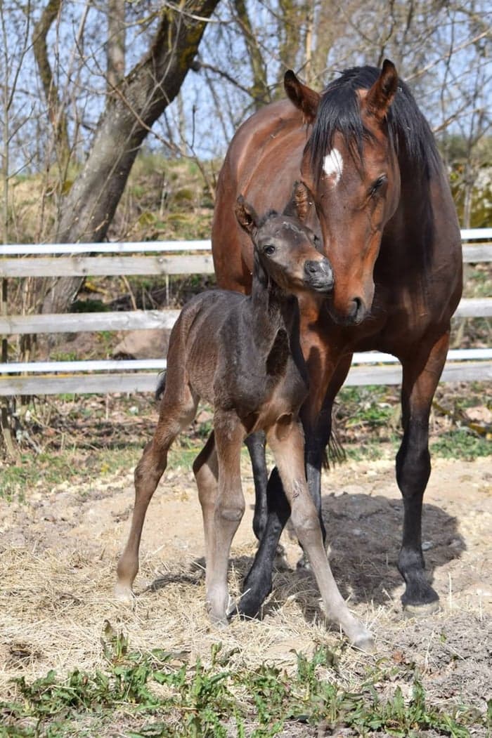 Media 3 of Janis Joplin MVG