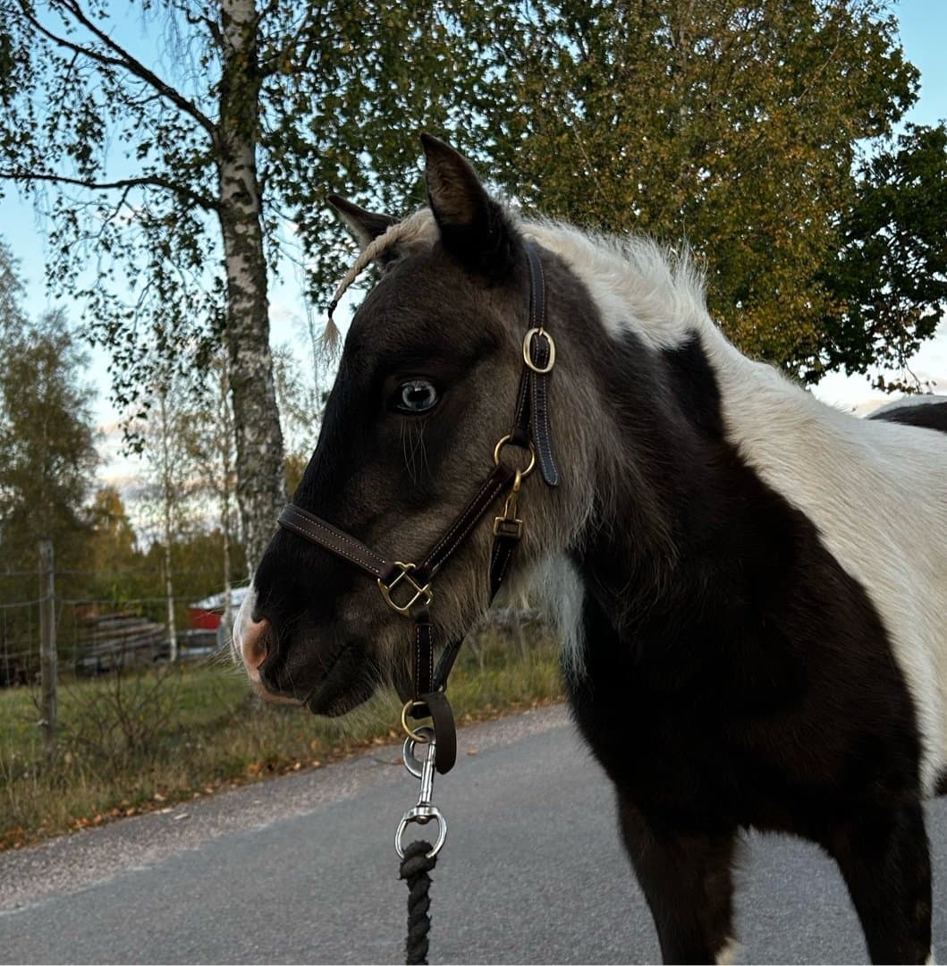 Bild 1 av placeholder text