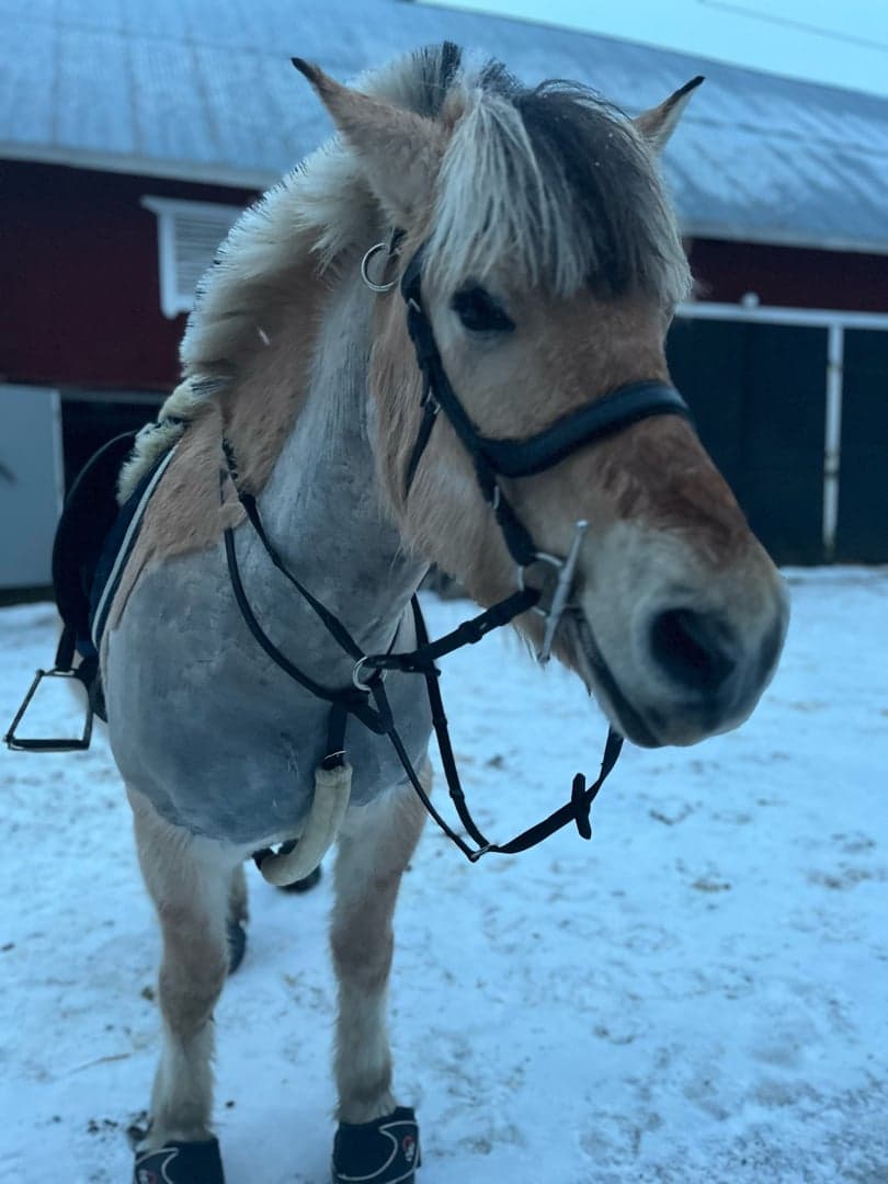 Bild 1 av Battalomeus