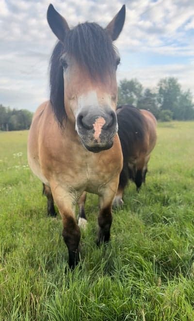 Inlägg 1 av Ardenner med titeln Sötisen 💕💕