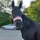 Profile picture of Mon Zorro