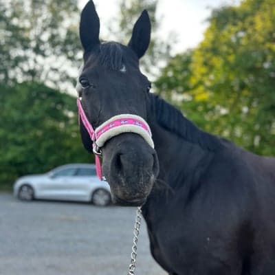 Mon Zorro