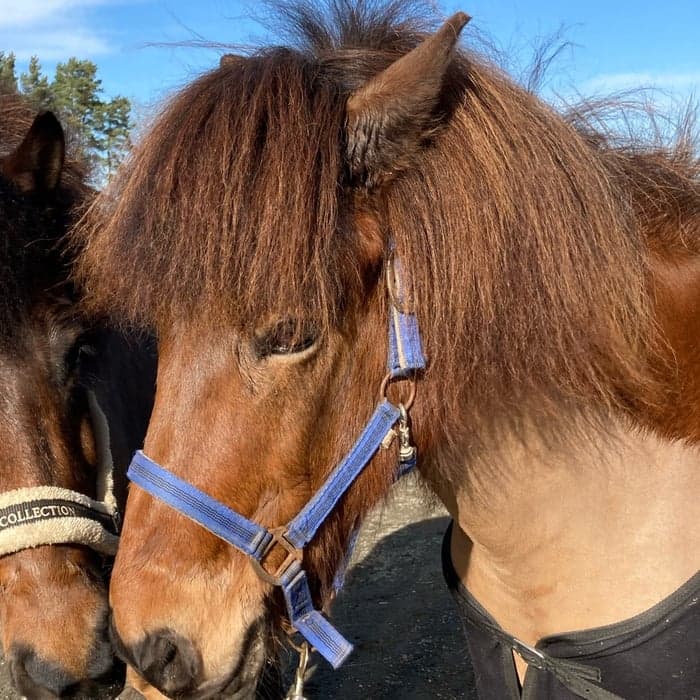 Media 1 av Gudmundur från Hästhava