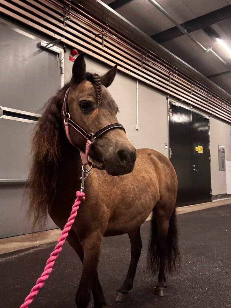 Bild 2 av Marielund Commander Really a Dream