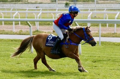 Inlägg 13 av Shetlandsponny med titeln Ponnygalopp 