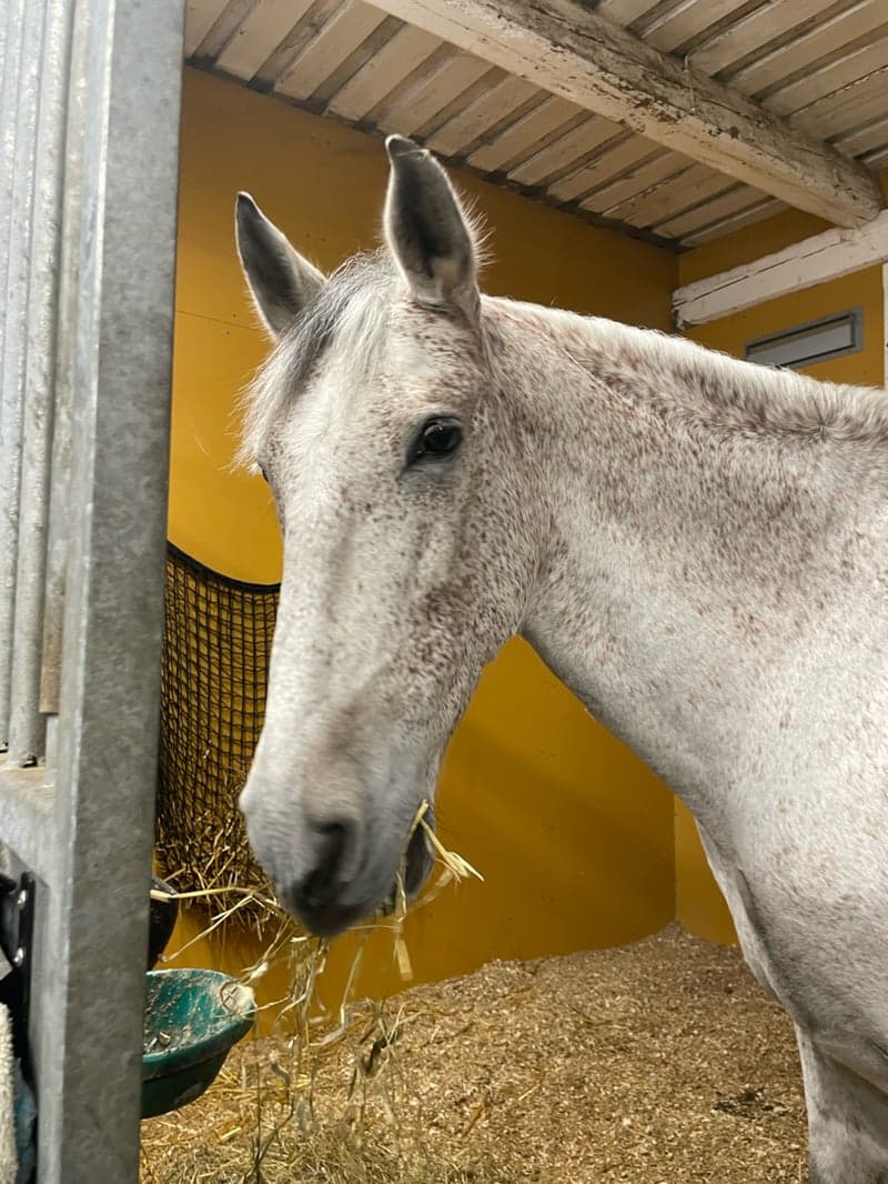 Image 4 of Mezcalero