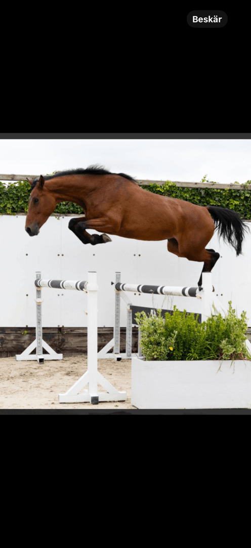 Bild av Fin unghäst för hoppning och fälttävlan