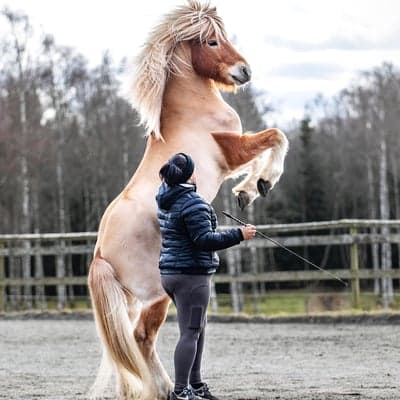 Kongur från Norrbacken