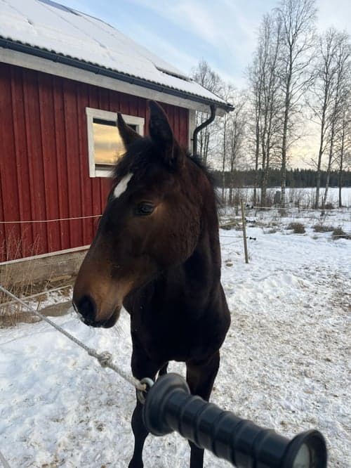 Bild av Snyggt & trevligt stoföl -25 med prestationsstam