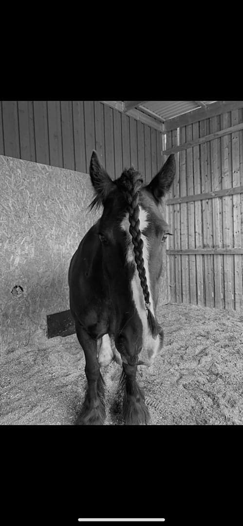 Media 2 av Blackie