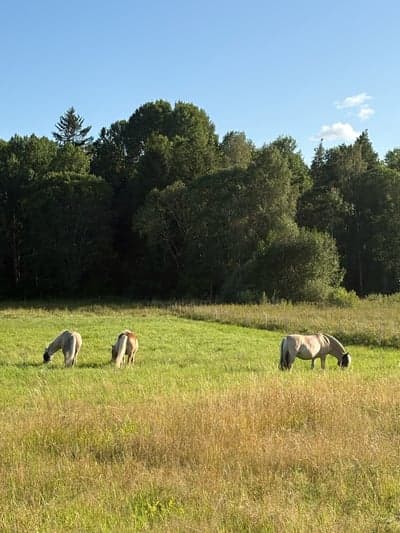 På bete