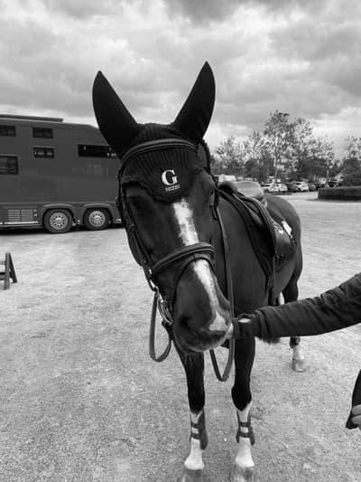 Post 4 of Selle Français