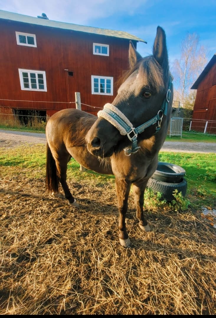 Bild 1 av Enebäcks birk borkason