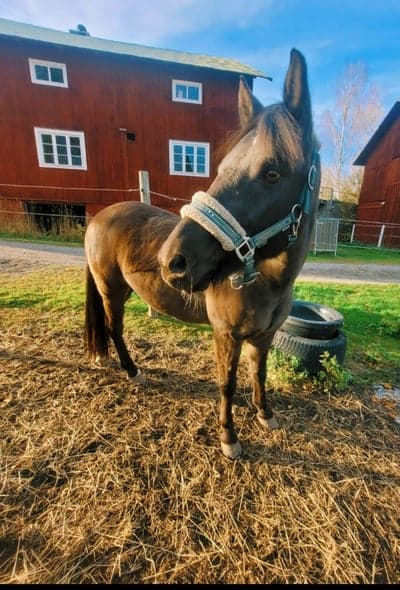 Enebäcks birk borkason