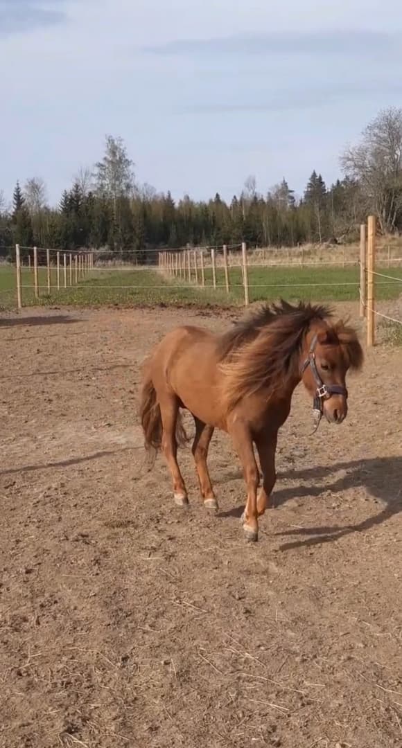 Bild 2 av Kaos Topnotch Candyfloss