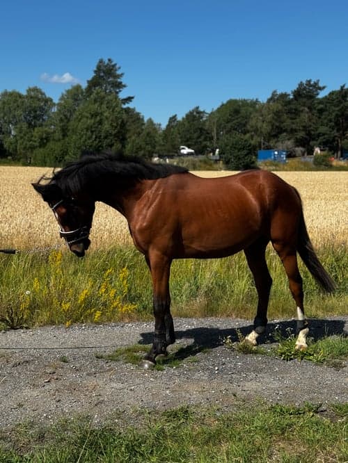 Bild av Framtida hopphäst 