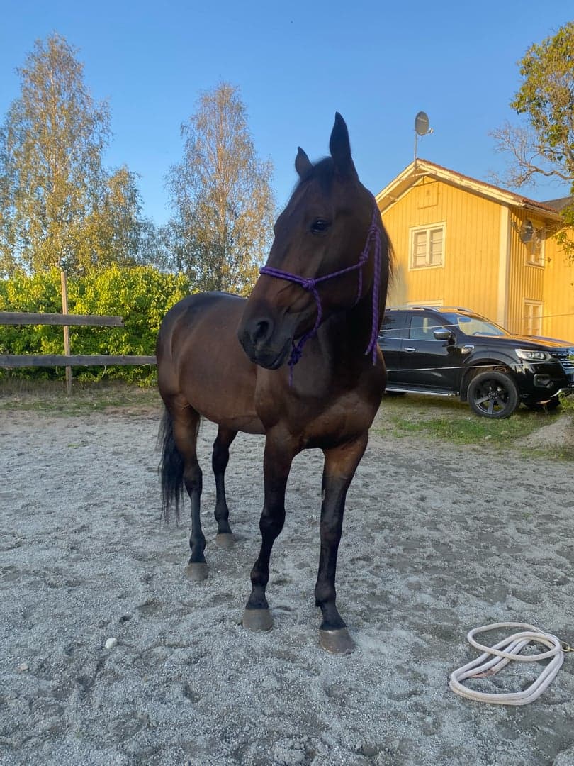 Bild 1 av Hard Viking