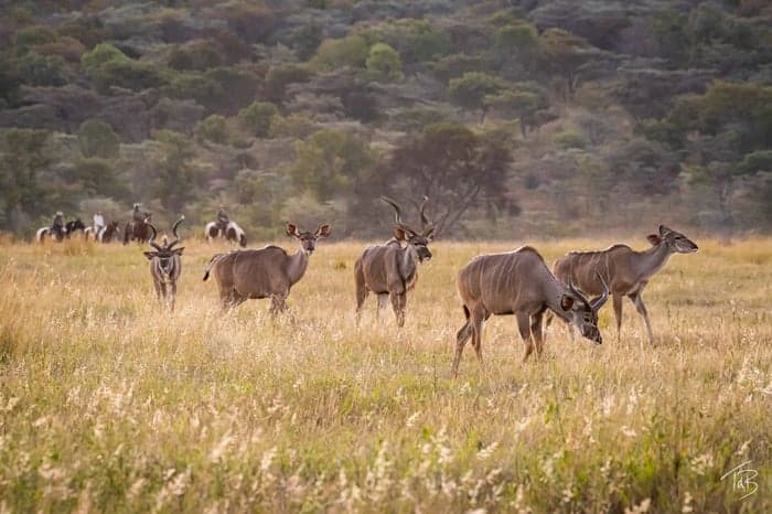 Media 3 av Ridsafari vattenritter & bushliv – 7 nätter i Sydafrika