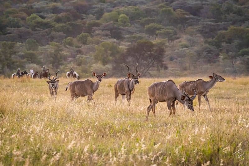 Bild 3 av Ridsafari vattenritter & bushliv – 7 nätter i Sydafrika