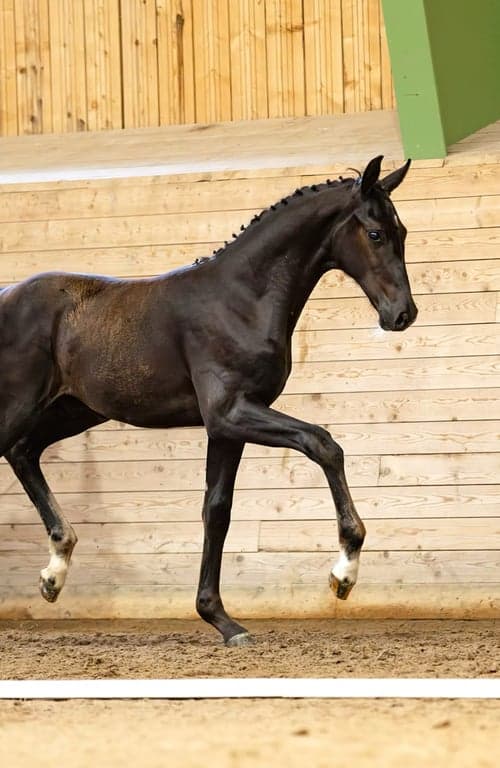 Bild av Riktigt snygg maskulin hingst! Fölmönstrad med 82,2%