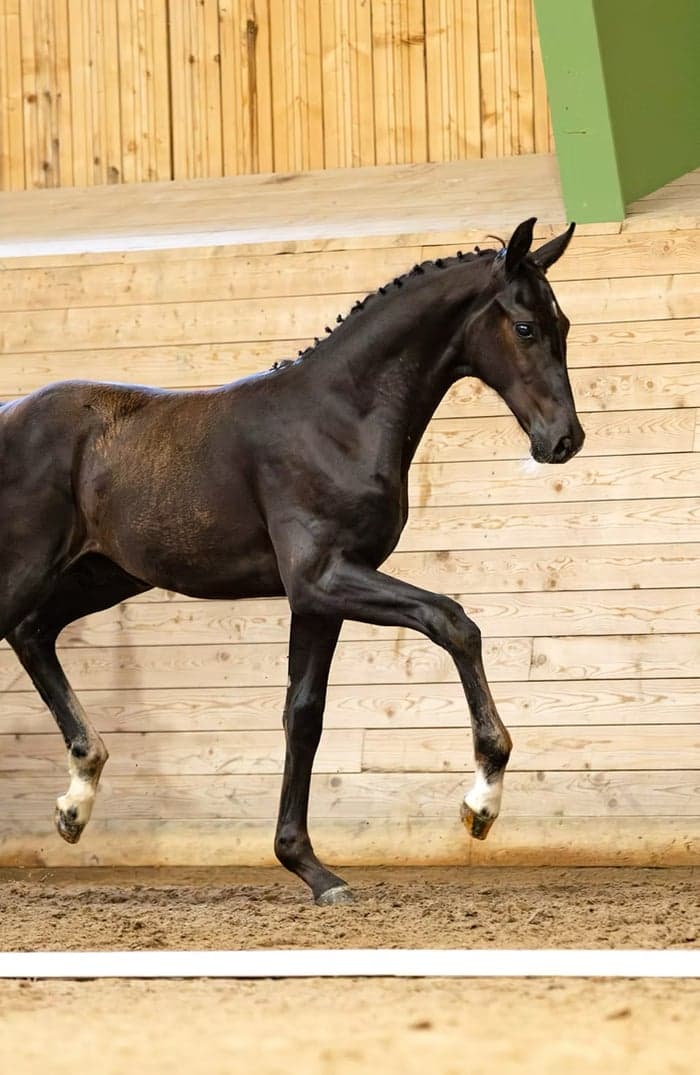 Media 5 av Zonic MVG