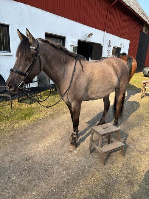 Bild av Mustang söker medryttare