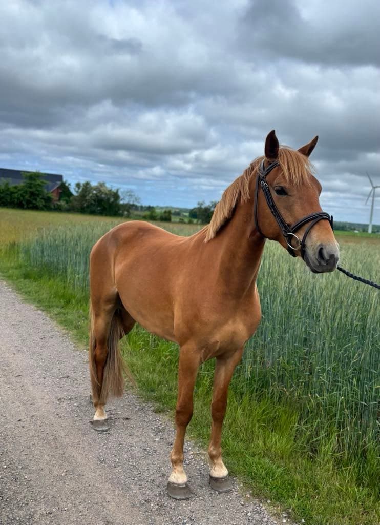 Bild 1 av Skorpan Lejonhjärta