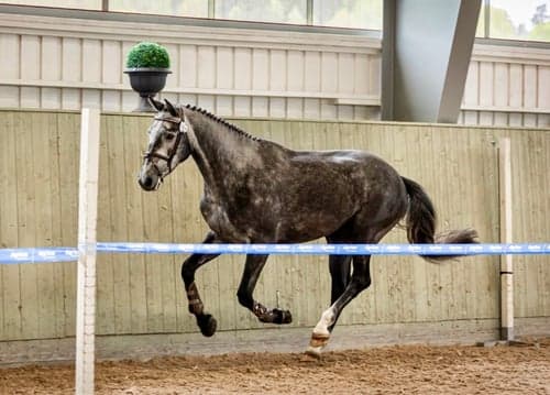 Bild av SWB-sto för hoppning