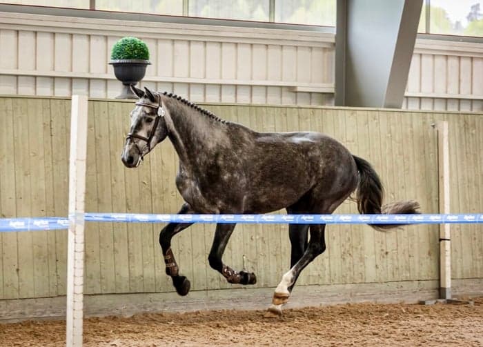 Media 3 av Panamera E