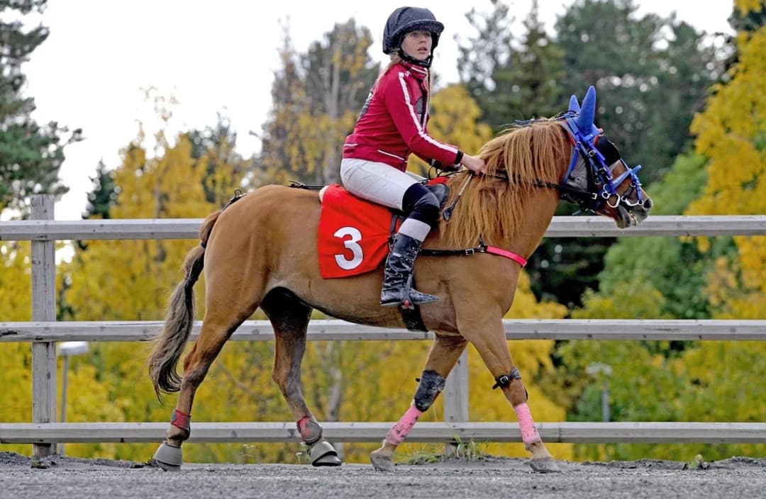 Ponny monté - in action 