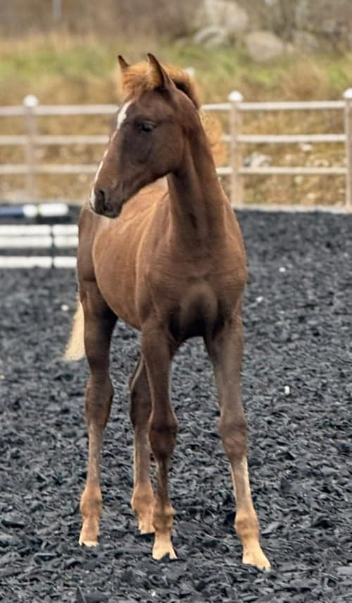 Bild av Fin åring efter Zafferano