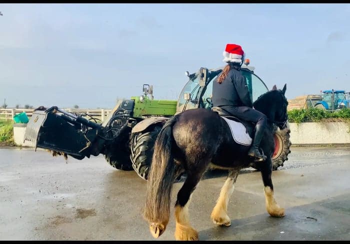 Media 2 av Charles – trygg, snäll och genuin valack!