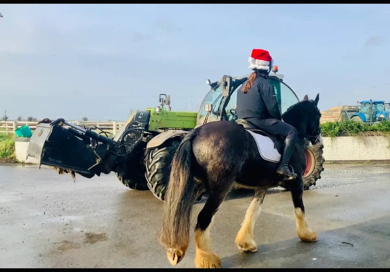 Bild 2 av Charles – trygg, snäll och genuin valack!