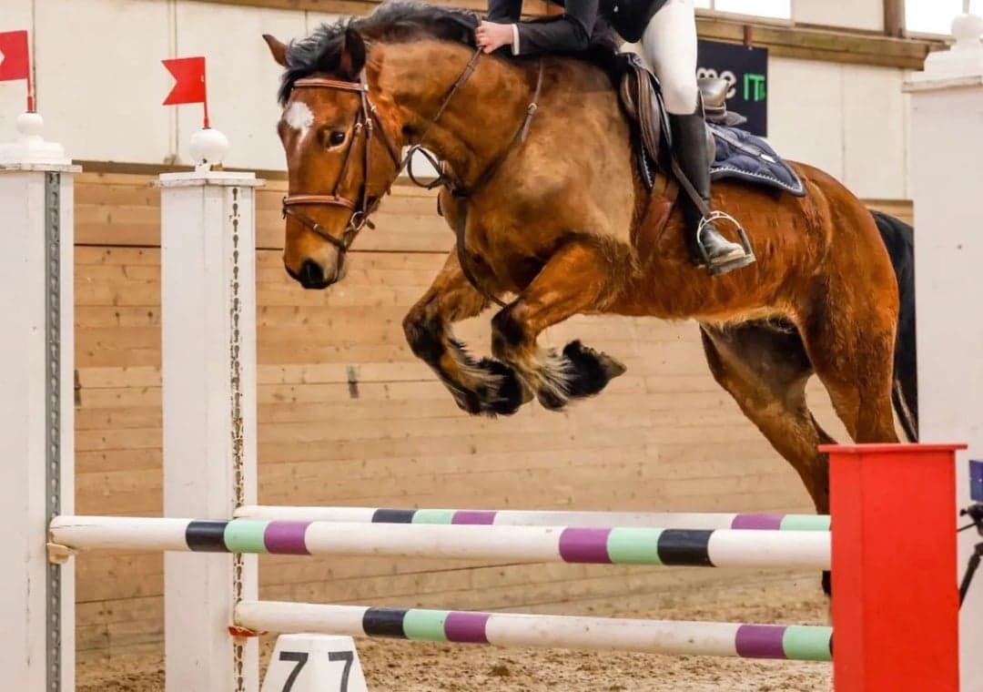 Bild 1 av CWMMarch Celtic Warrior