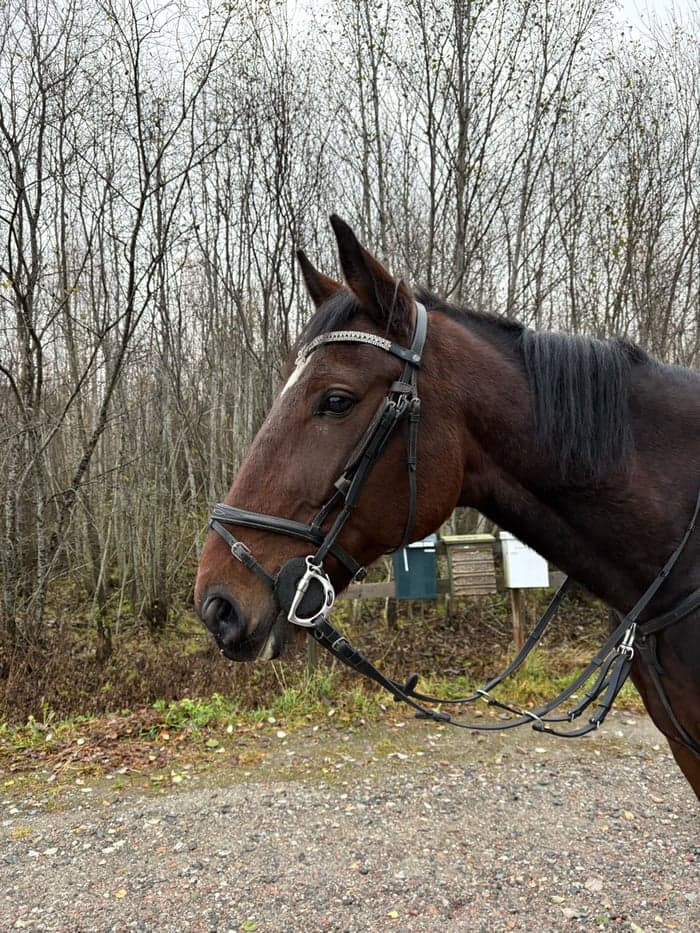 Media 1 of Kathedral zon