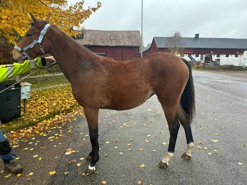 Bild av Blivande stjärna 🌟