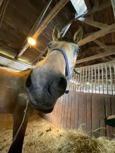 Post 3 of Kiger Mustang