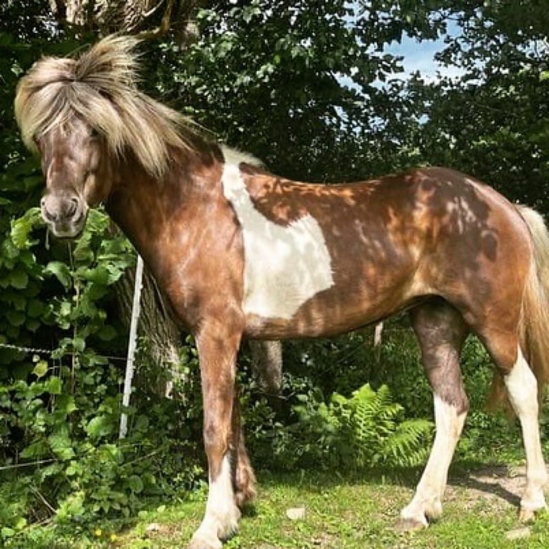 Bild 1 av Skima från kvarnbacka