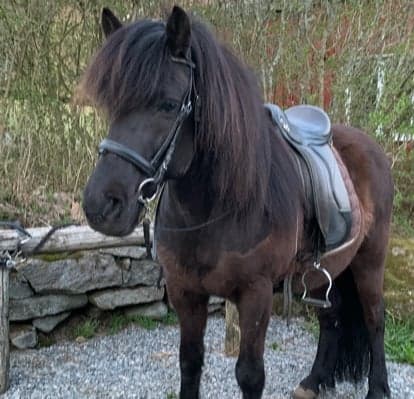 Bild 1 av Lif från lygnö