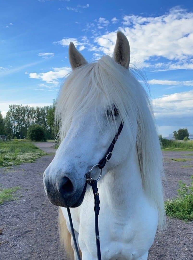 Bild 1 av Perla från Gansta