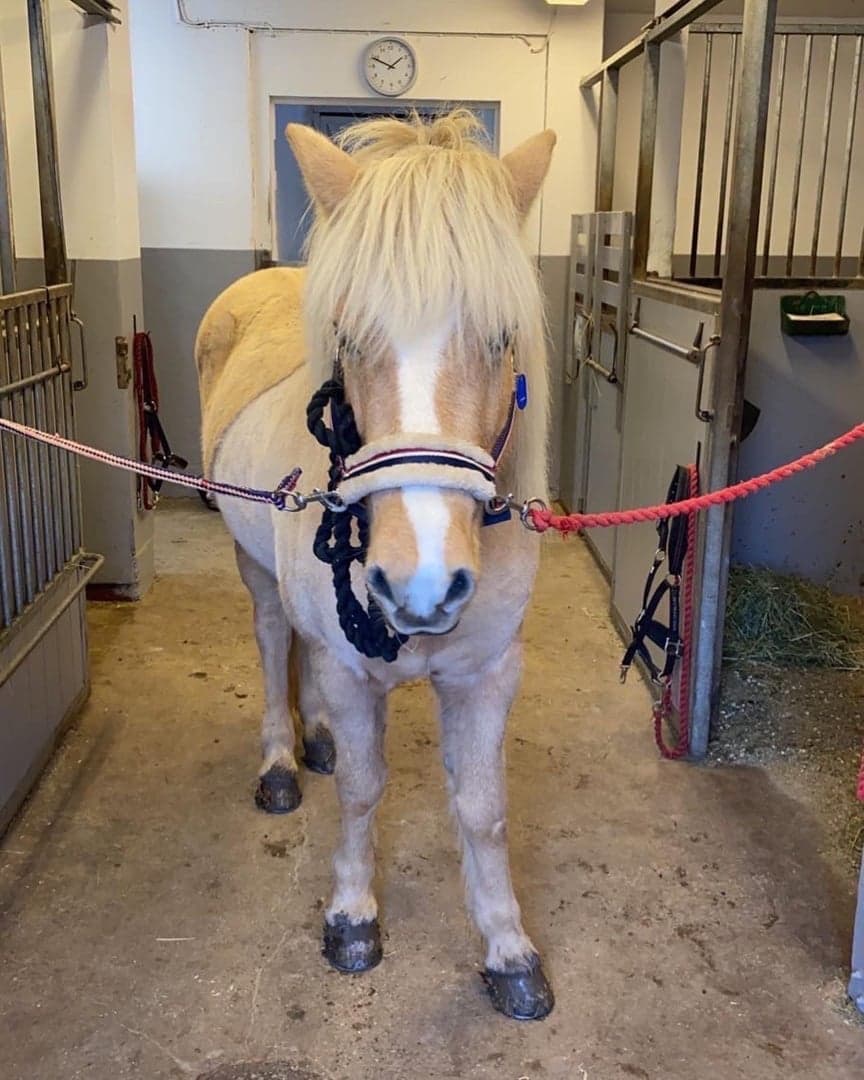 Image 1 of Atli frà Snickaregården