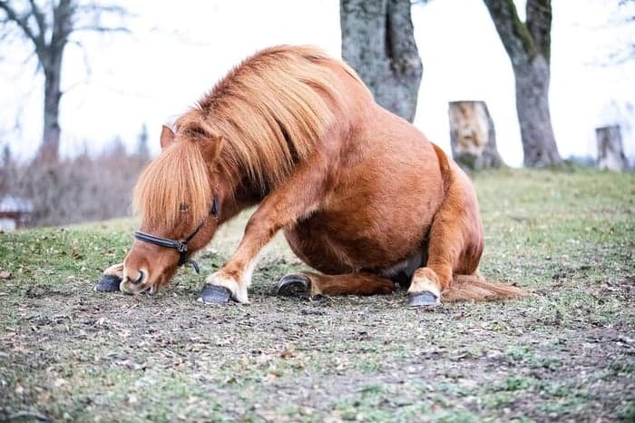 Media 1 av Verona från HagaNäs